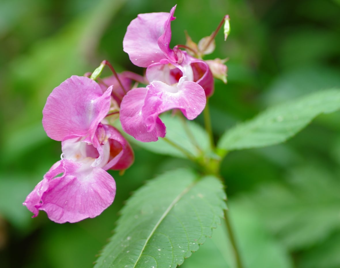 Close up of Himalayan balsam flowers.