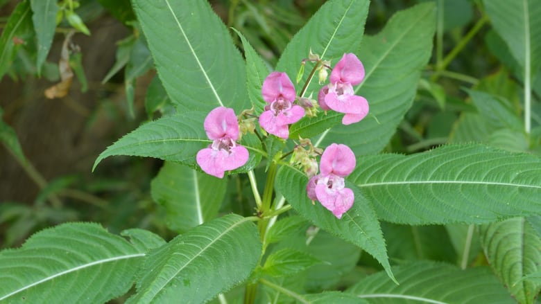 A Himalayan balsam plant showing foliage and flowers.