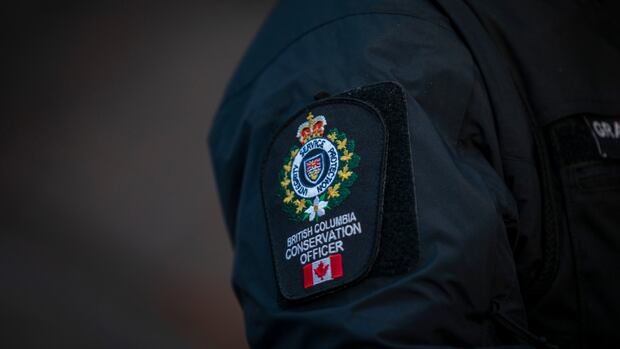 B.C. man gets hunting ban, $13k penalty after illegally killing bighorn ram