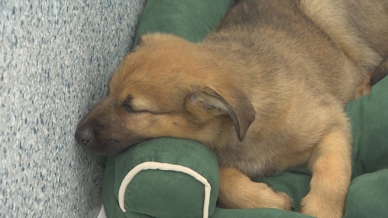 A brown dog sleeps on a green pillow