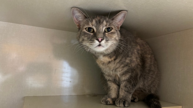 If only Birdie could talk: Missing Ottawa feline found in Fredericton one year later; Birdie was found in Fredericton and taken to the Oromocto and Area SPCA\. But employees and her owners were shocked by the discovery, given she went missing from her Ottawa home a year ago\.