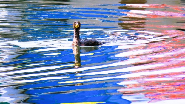 Acadian colours and strange scarecrows: Enjoy these photos from around New Brunswick; This cormorant was also celebrating Acadian Day\. Mélanie Allain photographed this bird swimming in the reflection of an Acadian flag at Caissie Cape wharf\.