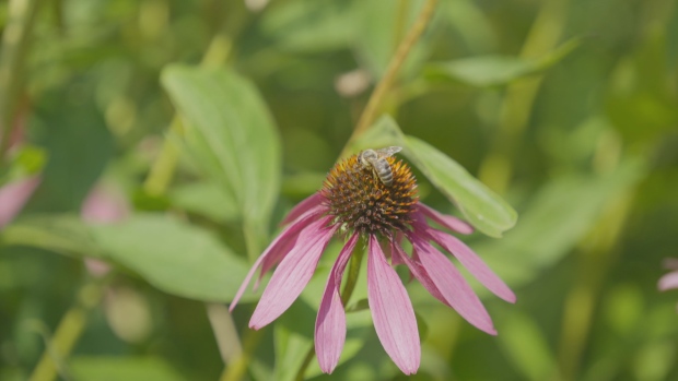 Fredericton Botanic Garden demonstrates importance of making space for pollinators; A bee rests on a purple Cone Flower in the middle of the pollinator garden, one of many garden beds in the Fredericton Botanic Garden\.