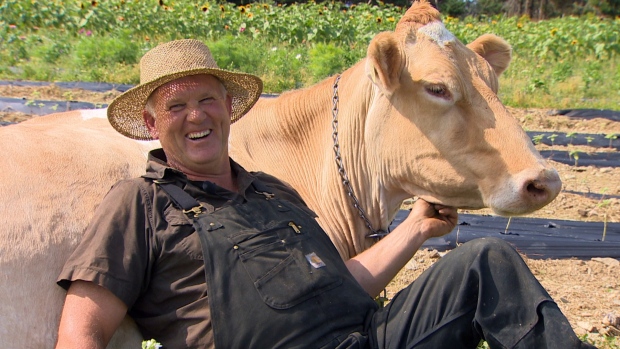 Cow cuddling is a thing, and at this St. John's farm it's sold out; Jim Lester, the owner of Lester's Farm Chalet and his cow Chloe\.