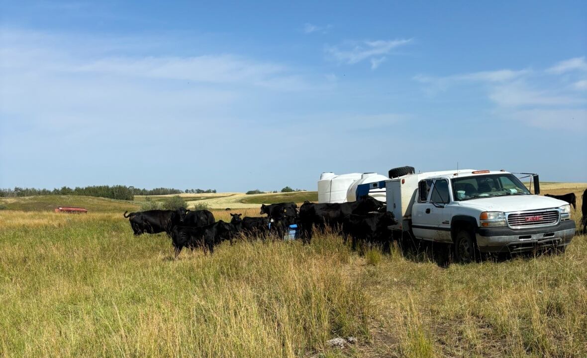 A truck in a herd of black cows parked on a grassy field. 