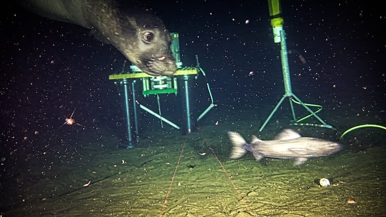 A seal chases a fish, and research equipment is in the background