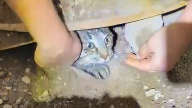 WATCH | #TheMoment a family saved their cat trapped for 7 weeks in a sewer; #TheMoment a family saved their cat trapped for 7 weeks in a sewer
