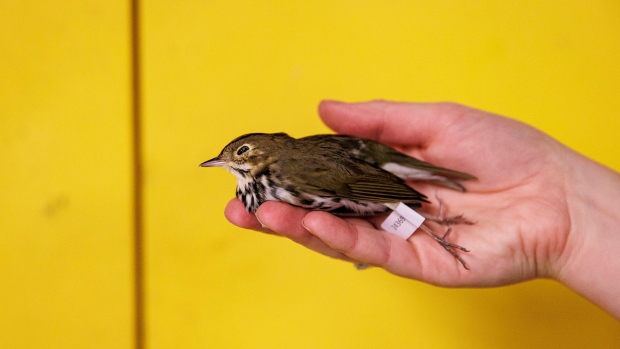 As birds fly south, windows are getting in the way; Kaitlin Brough lays out an ovenbird killed after hitting a window at a with FLAP Canada storage area, in   Toronto, on Sept\. 13, 2024\.