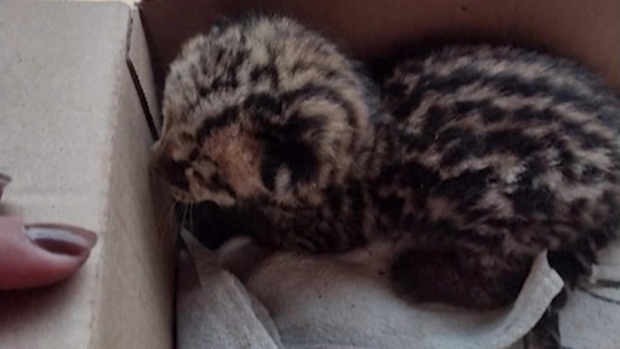 WATCH | Ocelot cub rescued by Brazilian firefighters after wildfire; A tiny cat rests