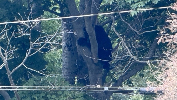 N.S. school briefly put in lockdown over bear on the loose; Police asked people to stay away from the area after receiving reports of a bear in downtown Dartmouth\. 
