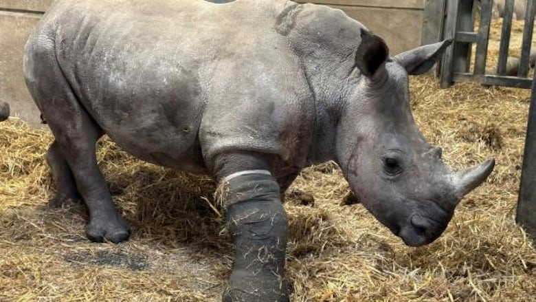 A small rhino wearing a gray cast on its front leg