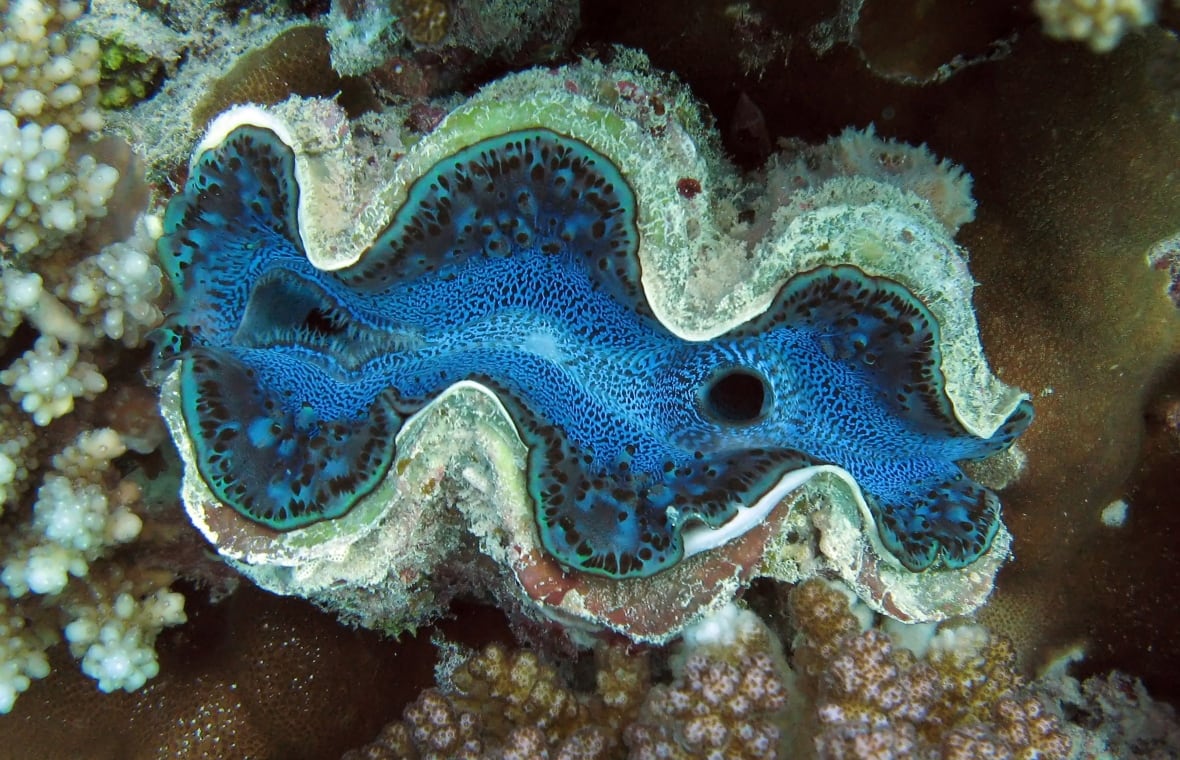 Giant clams