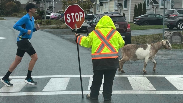 This goat hopped into a Newfoundland marathon — and won a medal; Joshua the goat ran about four kilometres before his owners caught up with him\.