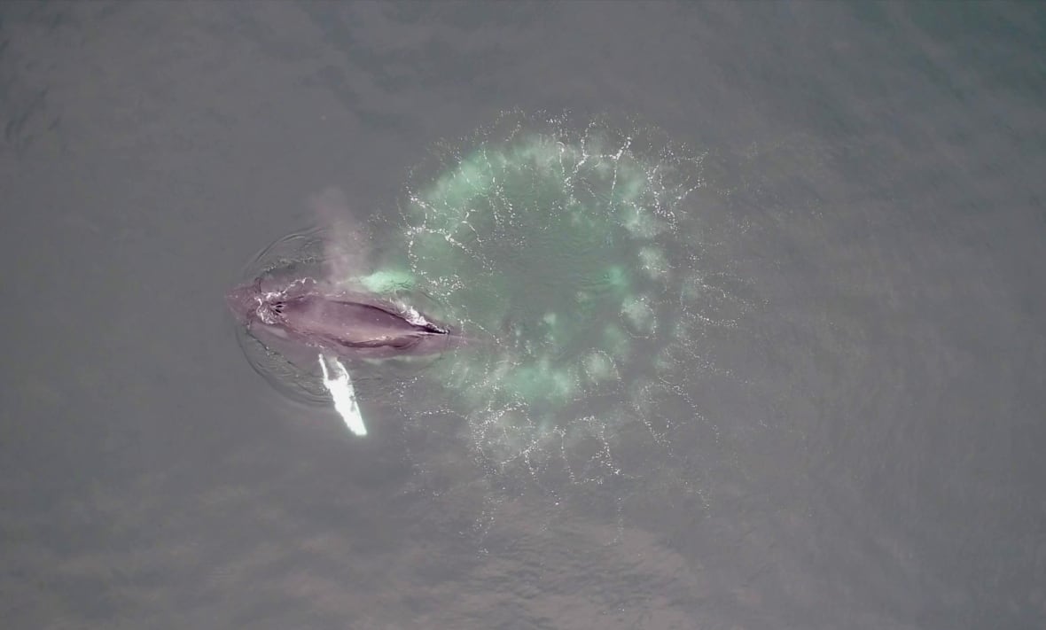 A humpback whale blows out of its blowhole as it rises after constructing a bubble-net that looks like circles within circles of bubbles.