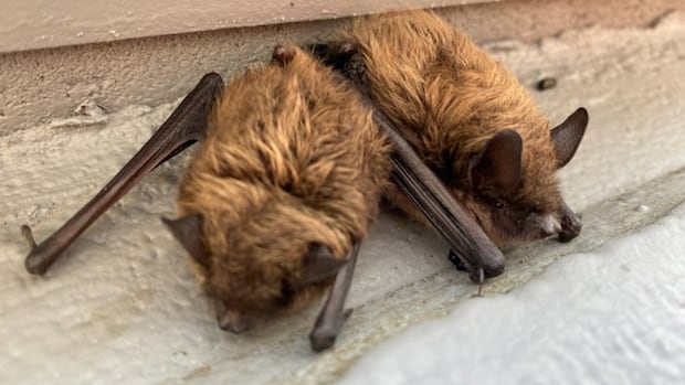 Rabid bat found in east-Regina garage, another in city's west end
