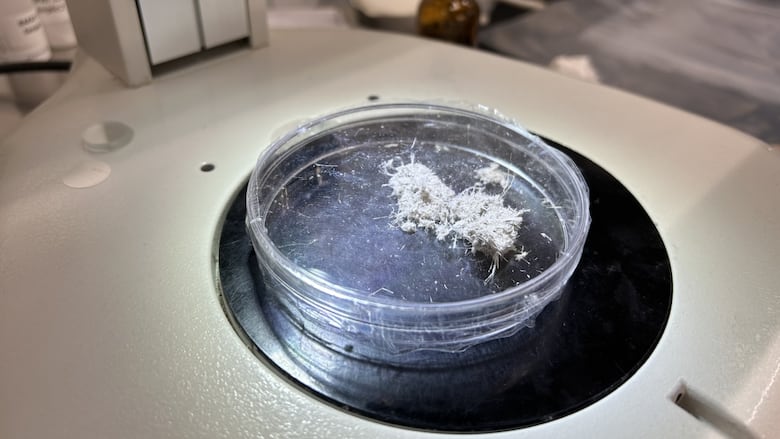 A circular clear plastic dish contains a chunk of white fuzzy material.
