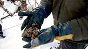 bc-081216-ice-wine-harvest1
