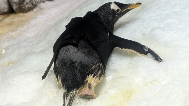 WATCH | #TheMoment an elderly penguin got a wetsuit; Sean Putney, CEO of the Kansas City Zoo & Aquarium, recounts the moment their 37-year-old gentoo penguin Bridget got a wetsuit after having difficulty preening her feathers\.