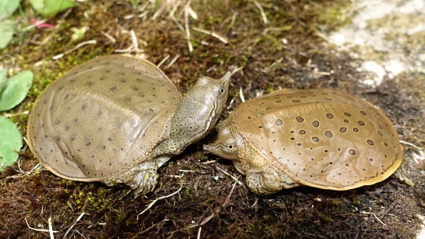Move aside, moose — a new study has found the most distinct animals in Canada; The spiny softshell turtle, which represents 178\.4 million years of independent evolutionary history in Canada, has the most evolutionary distinctiveness out of all of the animals known to live in Canada, according to a new study from Simon Fraser University\. 