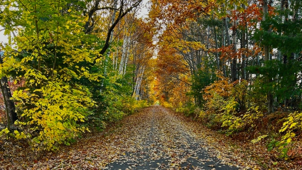 Autumn's parting views; Fallen leaves cover the Northside Trail in Fredericton\.