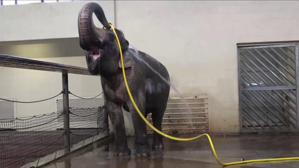 An elephant in an enclosure holds a yellow hose in its trunk and uses it to pour water down its back. It's mouth is open and its head is titled back. 