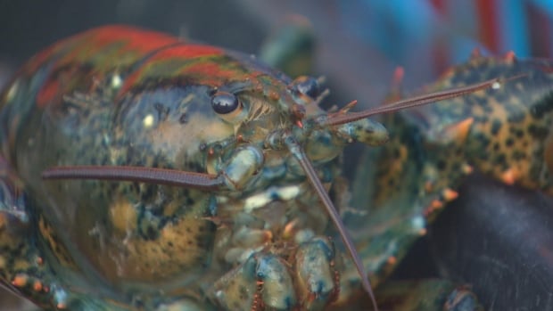 There's been an abundance of lobster in Newfoundland and Labrador waters in recent years. A close view of a lobster.