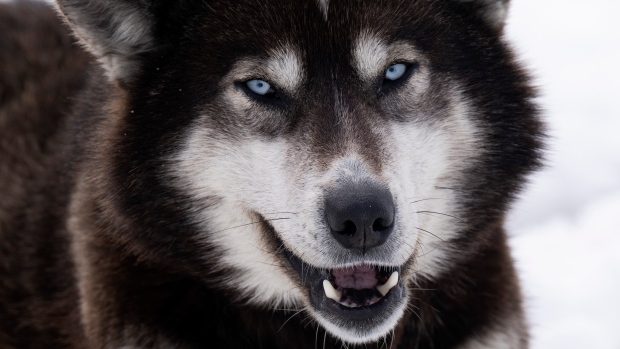 Ottawa to compensate Inuit in Nunavik for mass sled dog slaughter; Inuit imported huskies from Greenland after the dog sled slaughter in the 1950s and 1960s\.