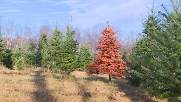Balsam fir trees 'at risk' in New Brunswick amid a changing climate; Balsam fir mortality could increase if climate change gets worse, according to new research from the University of New Brunswick\. A dying balsam fir is pictured here\. 