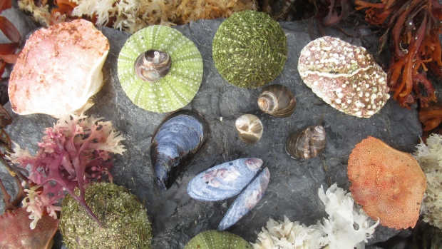 See some seashells by the seashore in this week's gallery; Linda Lane captured this collection, saying 'the ocean offers up its treasures in Oceanview Park' near Leading Tickles\.