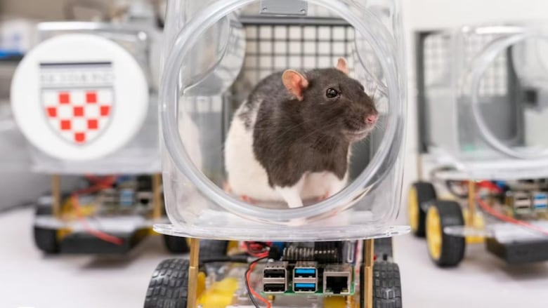 A brown and white rat is in a plastic container with a big circular opening facing the camera on top of a chasis wired up to wheels. 