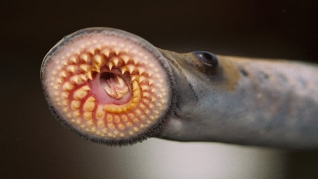 The mouth of a lamprey is shown.