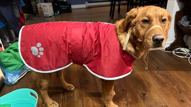 Charlie, a 10-month-old rescue, returned from her walk on Saturday with concerning symptoms, including trouble walking. A golden retriever wearing a red raincoat