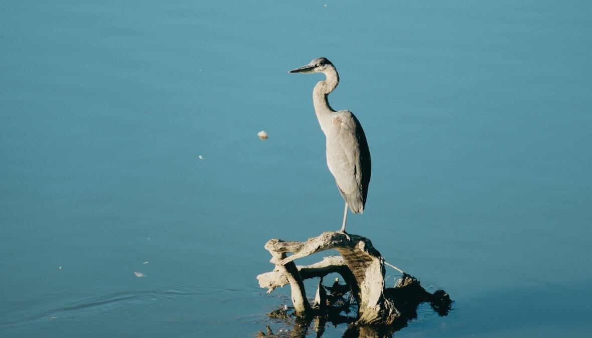 A heron perched on the Thames River near Greenway Park in London, Ont.