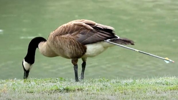 Wilson the goose finally free after surviving 7 months with arrow lodged in rump