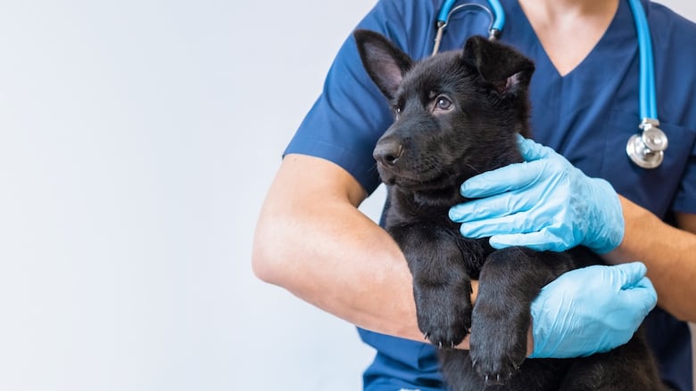 A man in blue scrubs holds a black German Shepherd puppy.