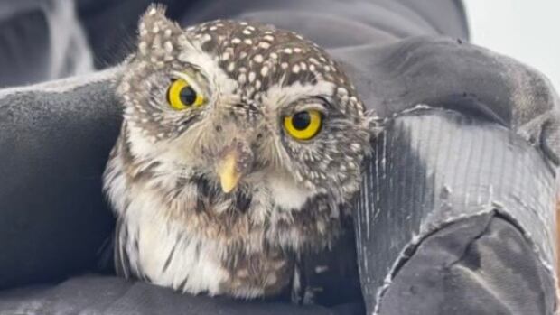 The northern pygmy owl Murray Zelt saved ranges over much of B.C. and down into parts of the U.S. and Mexico. A small owl with bright yellow eyes sits in a black glove.