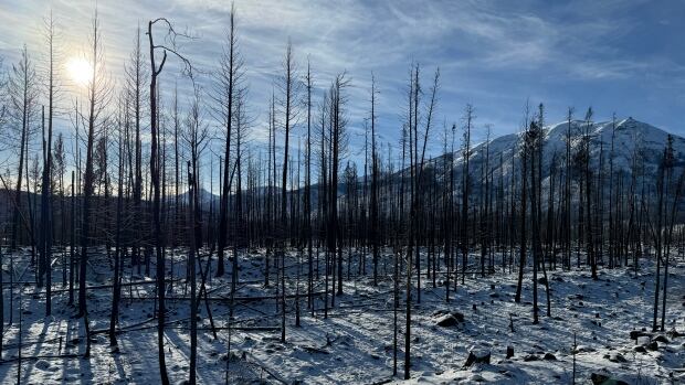 Some sections of Jasper National Park were completely burned in a July 2024 wildfire, damaging soil and vegetation. Trees burned by a wildfire in Jasper National Park.