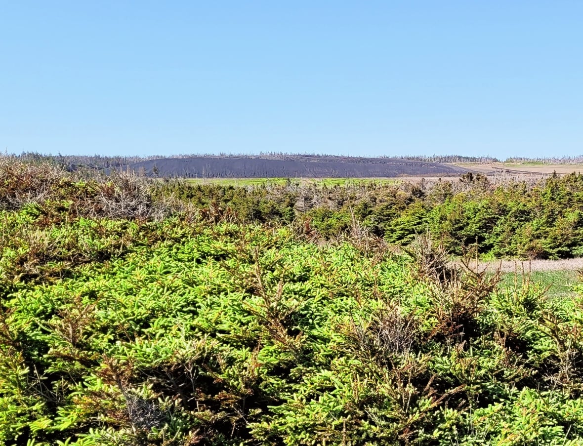 A long black pile of coal stretches out on the horizon with green shrubs in the foreground.