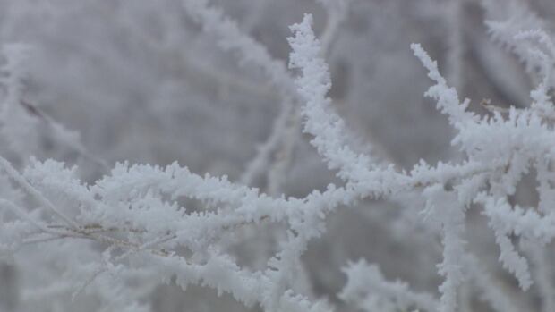 Calgary cold weather Jan. 31, 2025 a frosty branch closeup