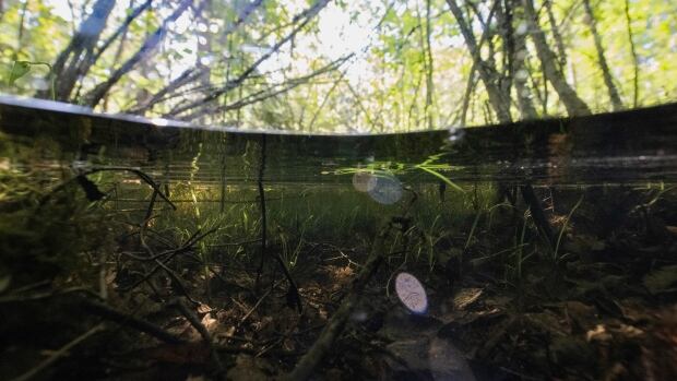 This photograph shows a peatland-swamp close-up in Sundom, Western Finland on June 18, 2024. A new study says peatlands are vastly under-protected despite their ecological importance. A waterline cuts mid-frame from a swampy peatland in Finland, where twigs and grass grow below and trees bend in the sunlight above.
