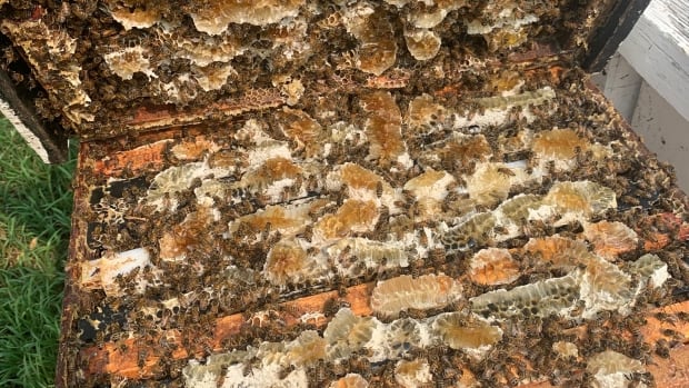 A box full of honey at Hicks Honey Farm in McLennan ready for harvest. a box of bees