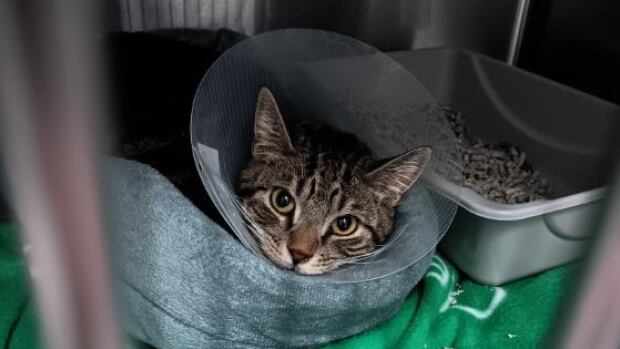 Tigger required an emergency surgery that its owner couldn't afford. Instead of being re-homed, Tigger was able to have his surgery covered through the Happy Tails Fund and go back home to his family. Cat lays in bed with a cone around its neck