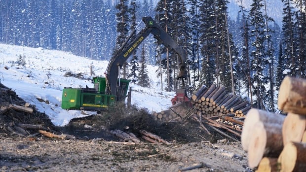 Trees are felled, some burned in piles, others processed for lumber, in a project known as the Lake Louise Community Fire Guard. Logging equipment moves cut trees in a snowy area.