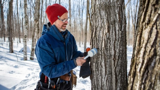 John Williams is the executive director of the Ontario Maple Syrup Producers’ Association. Man in blue coat taps into maple tree.