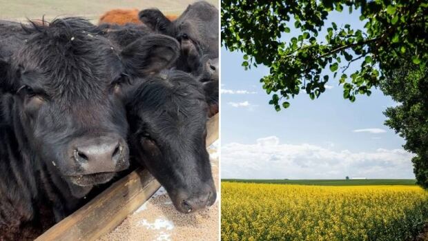 At left, cattle gather to feed from a trough at an Alberta ranch. At right, Canola fields are pictured near Cremona, Alta. At left, cattle gather to feed from a trough at an Alberta ranch. At right, Canola fields are pictured near Cremona, Alta.