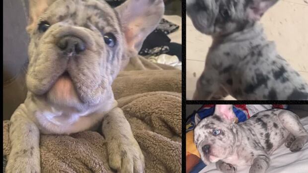 Windsor police searching for armed thieves who stole puppy from teen
