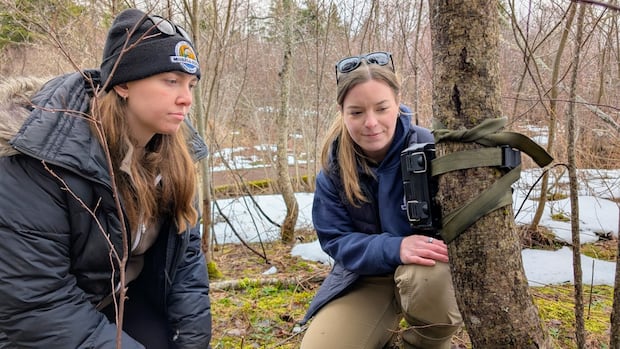 P.E.I. wildlife groups boost number of trail cams tracking animals — including elusive river otters