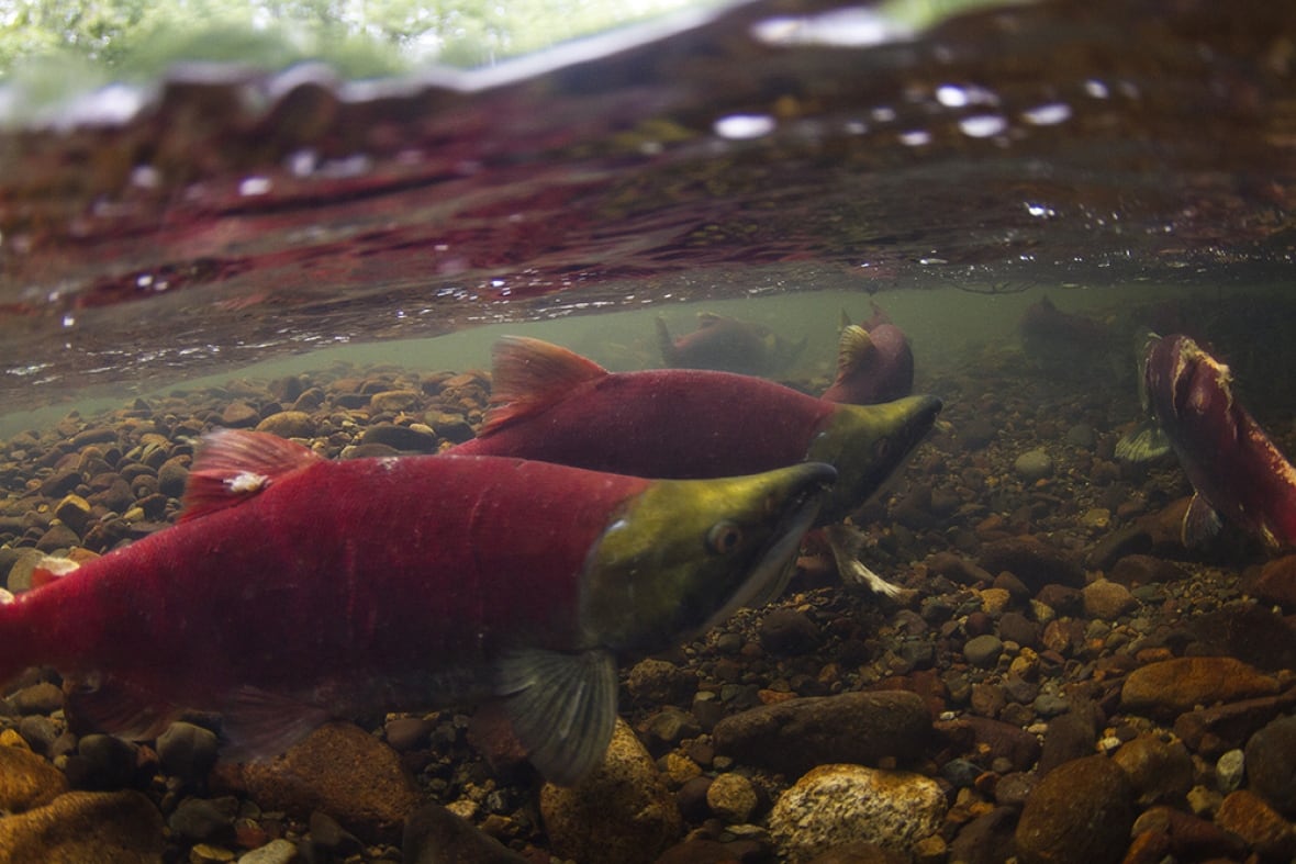 Sockeye salmon.
