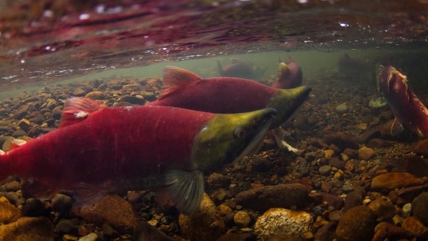 Sockeye salmon. 