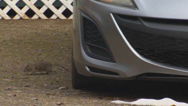 Her neighbour is feeding rats, and she doesn't know what to do